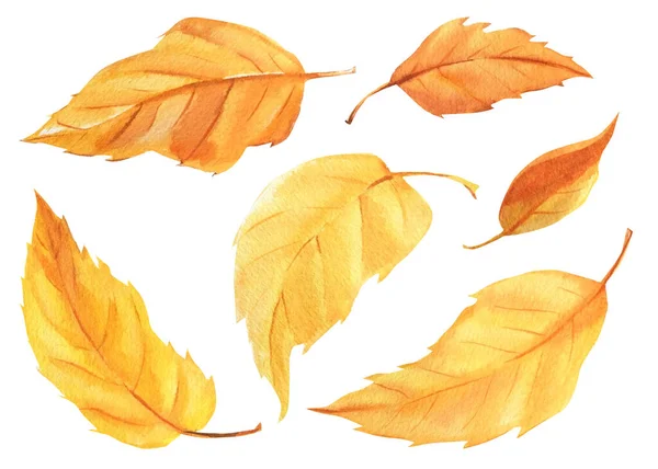 Herfst set van gele bladeren op geïsoleerde witte achtergrond, aquarel illustratie — Stockfoto
