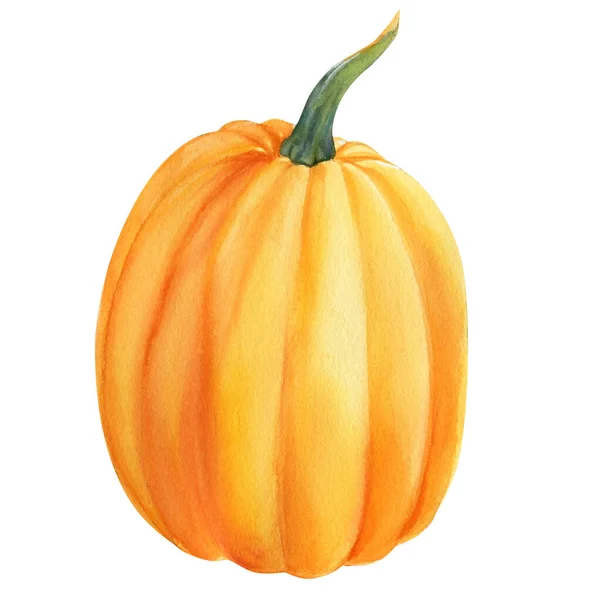 Autumn ripe orange pumpkin on isolated white background, watercolor illustration, hand drawing — Stock Photo, Image