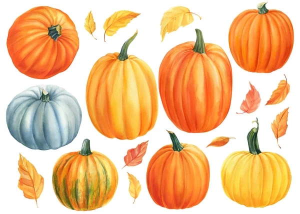 Set of pumpkins on isolated white background, watercolor illustration, clip art — Stock Photo, Image