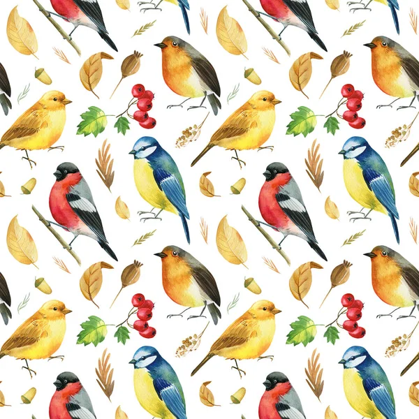 Patrón sin costuras. Bullfinches, titmice, canarios, petirrojos. Hojas de otoño y hierbas acuarela, fondo aislado —  Fotos de Stock