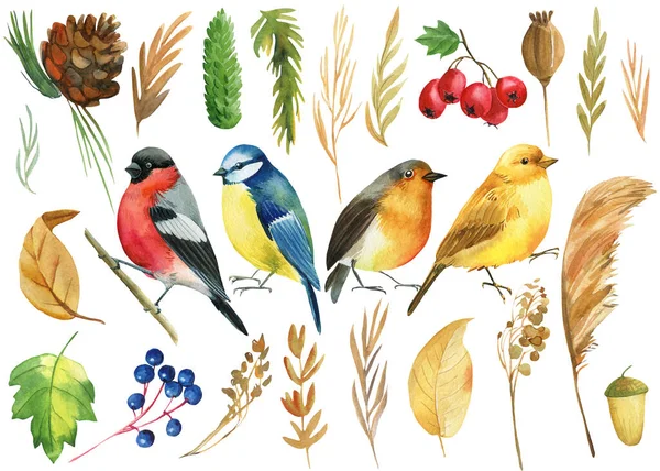 새들 인 불핀치, 찌르레기, 카나리아, 울새들과 함께. 가을 잎과 허브. 고립 된 배경, 수채 색 — 스톡 사진