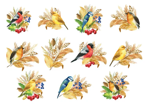 Komposition mit Vögeln Gimpel, Meisen, Kanarienvögel, Rotkehlchen. Herbstblätter und Kräuter. isolierter Hintergrund, Aquarell — Stockfoto