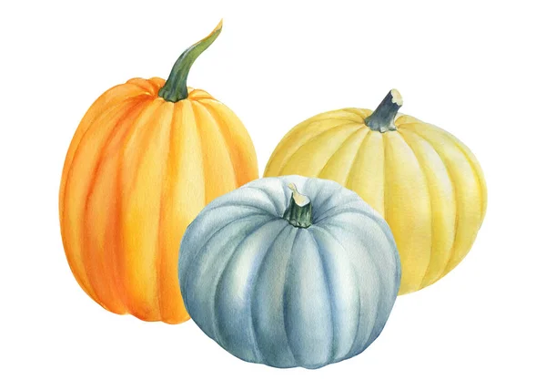 Autumn harvest, composition of pumpkins on isolated white background, watercolor illustration, clipart — Stock Photo, Image