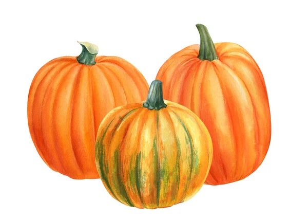 Autumn harvest, composition of orange pumpkins on isolated white background, watercolor illustration, clipart — Stock Photo, Image