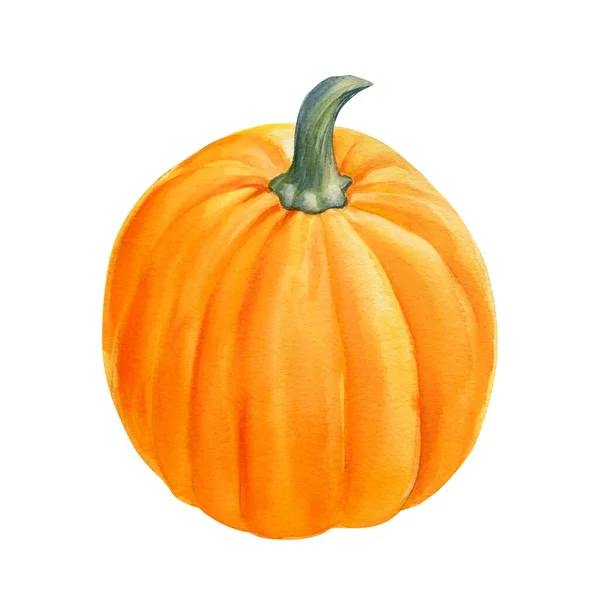 Orange Pumpkin on isolated white background, watercolor illustration — Stock Photo, Image