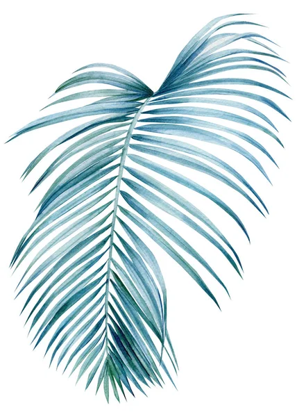 Пальмовый лист на изолированном белом фоне, акварельная иллюстрация, летняя вырезка, ботаника ручной работы — стоковое фото