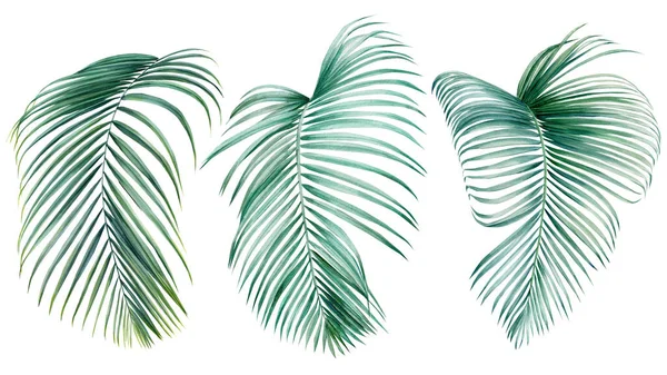 Palmblätter auf isoliertem weißem Hintergrund, Aquarell botanische Illustration, Sommer Cliparts, Handzeichnung — Stockfoto