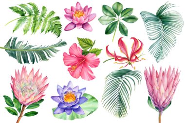 Boho plajı tropikal çiçekleri, çiçekler ve yapraklar suluboya. İzole edilmiş beyaz arkaplan, botanik illüstrasyon, clipart