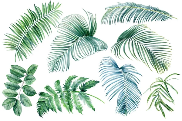 흰색 외진 배경에 푸른 야자나무 잎 세트, 식물학적 삽화, 여름 부분, 손으로 그린 그림 — 스톡 사진