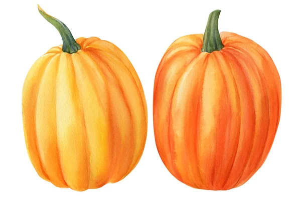 Orange pumpkins on isolated white background, watercolor illustration, hand drawing — Stock Photo, Image