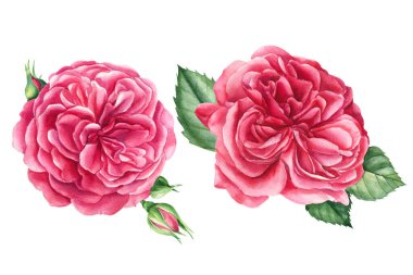 İzole edilmiş beyaz arkaplanda güller, suluboya resimli tebrik kartları.