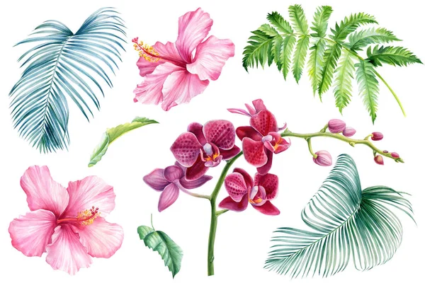 Σύνολο λουλουδιών και φύλλων φοινικόδεντρων, φτέρης, ορχιδέας, ιβίσκου, απομονωμένο λευκό φόντο, εικονογράφηση ακουαρέλας — Φωτογραφία Αρχείου