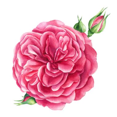 İzole edilmiş beyaz arkaplanda güller, suluboya resimleme, tebrik kartları