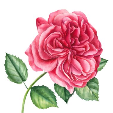 İzole edilmiş beyaz arkaplanda çiçek gülü, suluboya resimli tebrik kartları