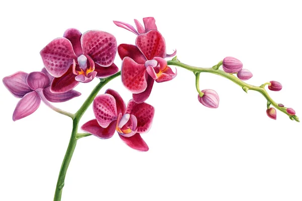 Orchidea elszigetelt fehér háttér, akvarell illusztráció. Rózsaszín virágok — Stock Fotó
