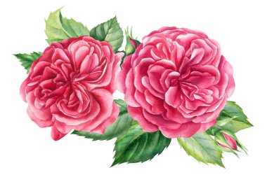 Kırmızı çiçekler, soyutlanmış beyaz arka planda güller, suluboya çizimler, tebrik kartları