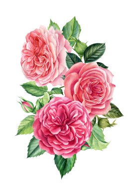 Çiçekler, izole edilmiş beyaz arka planda pembe güller, suluboya çizimler, tebrik kartları