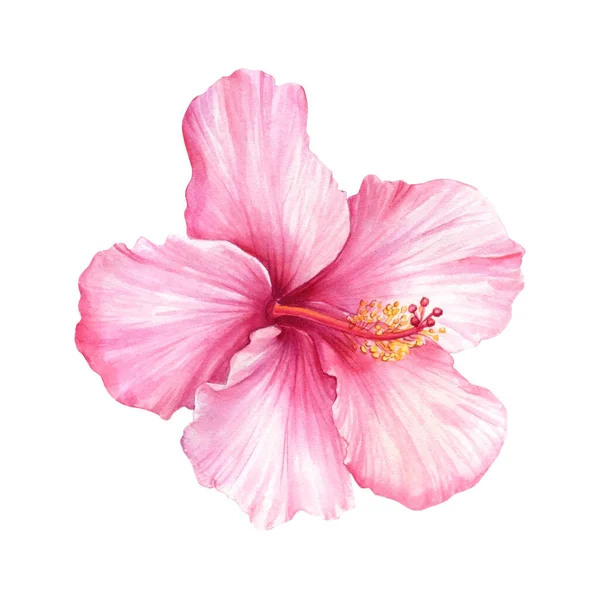 Hibiskus na odizolowanym białym tle, Ilustracja akwarela, Różowy kwiat — Zdjęcie stockowe
