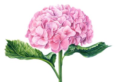 Pembe ortanca çiçekleri, suluboya klipleri, el çizimleri, botanik çizimleri.