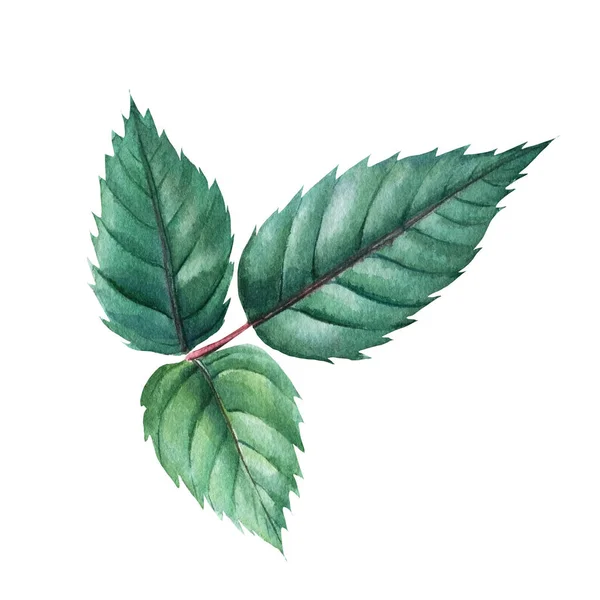 Gröna blad rosor på isolerad vit bakgrund, akvarell clipart, handritning, botanisk illustration — Stockfoto