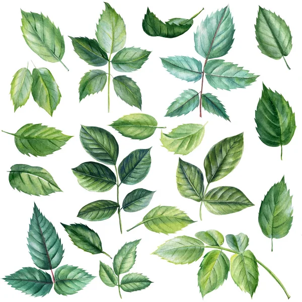 Set gröna blad rosor på isolerad vit bakgrund, akvarell clipart, handritning, botanisk illustration — Stockfoto