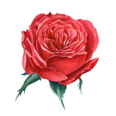 İzole edilmiş beyaz arkaplanda kırmızı gül, suluboya tırmanış, el çizimi, botanik illüstrasyon