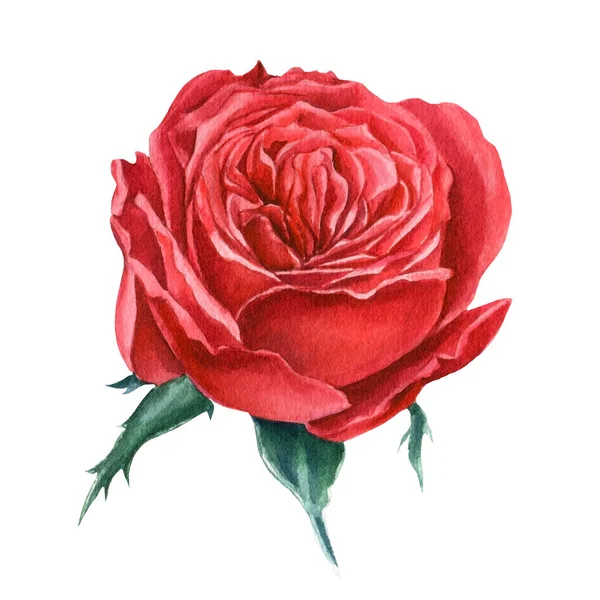 İzole edilmiş beyaz arkaplanda kırmızı gül, suluboya tırmanış, el çizimi, botanik illüstrasyon