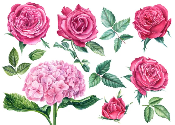 一套玫瑰，粉红色的水草，叶子，孤立的白色背景，水彩画，植物图解 — 图库照片