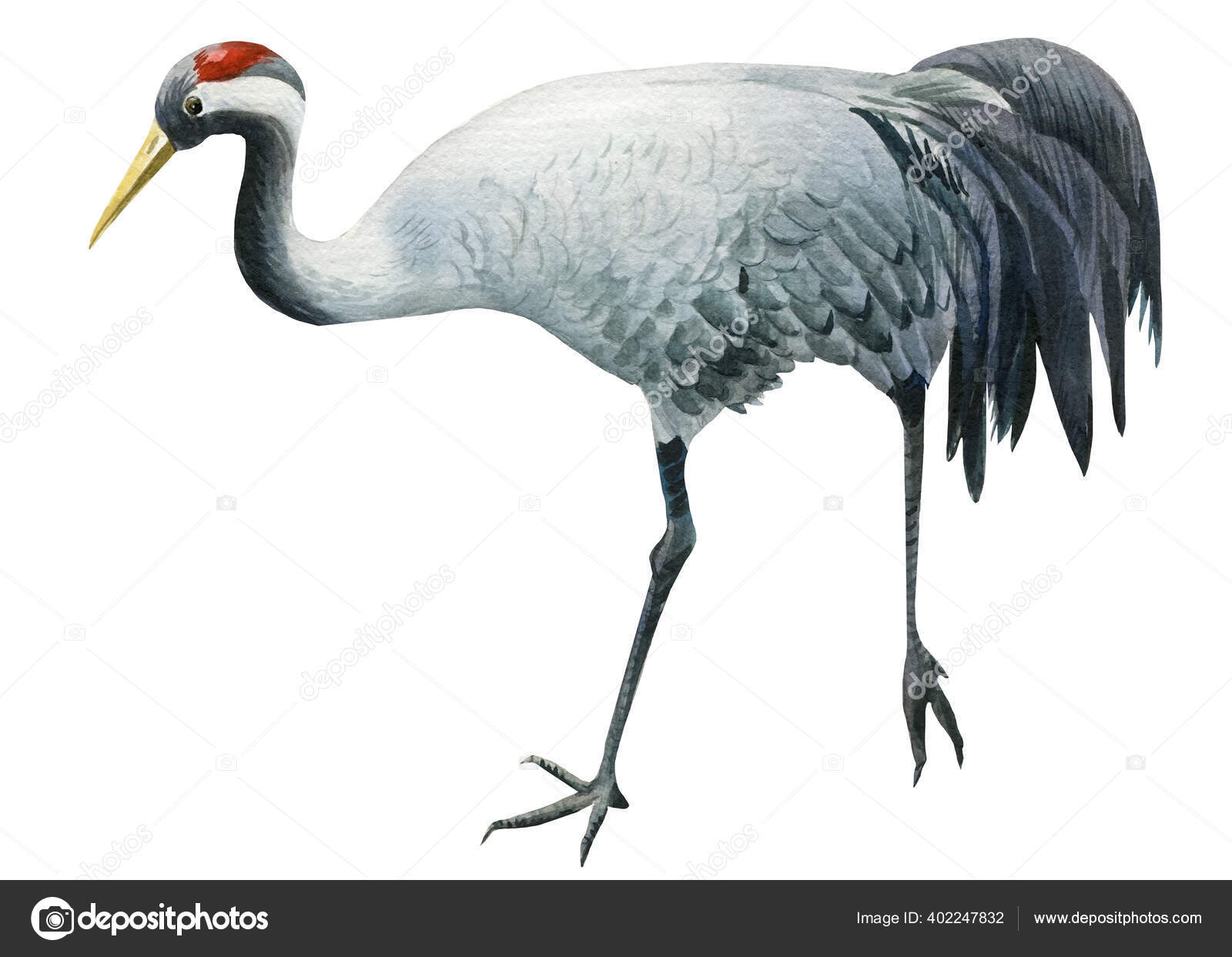 孤立背景下的水色灰鹤鸟 图解 图库照片 C Gringoann