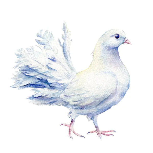 Weiße Taube, Vögel auf isoliertem Hintergrund, Aquarell-Illustration — Stockfoto