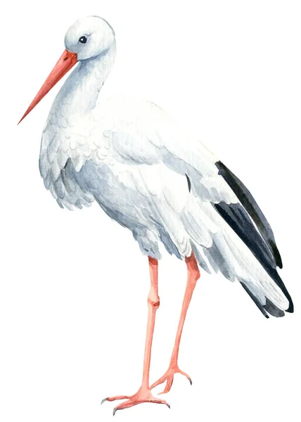 Cicogna, uccelli su sfondo isolato, illustrazione ad acquerello — Foto Stock