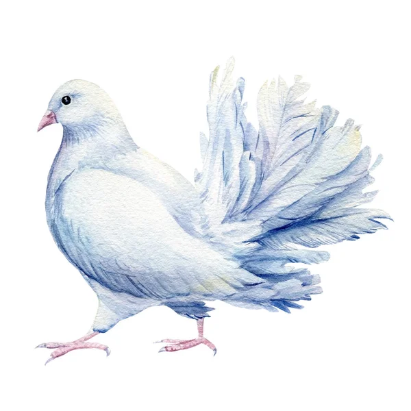 Weiße Taube, Vögel auf isoliertem Hintergrund, Aquarell-Illustration — Stockfoto