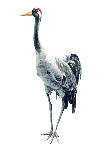 Aquarell Vogel, Kranich auf isoliertem weißem Hintergrund, botanische Illustration — Stockfoto