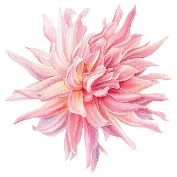 Akvarell virág, rózsaszín dália, elszigetelt fehér háttér, botanikai illusztráció — Stock Fotó