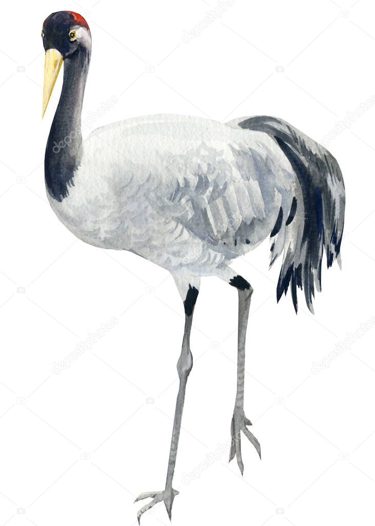 Gray crane bird on isolated background, watercolor drawing 
