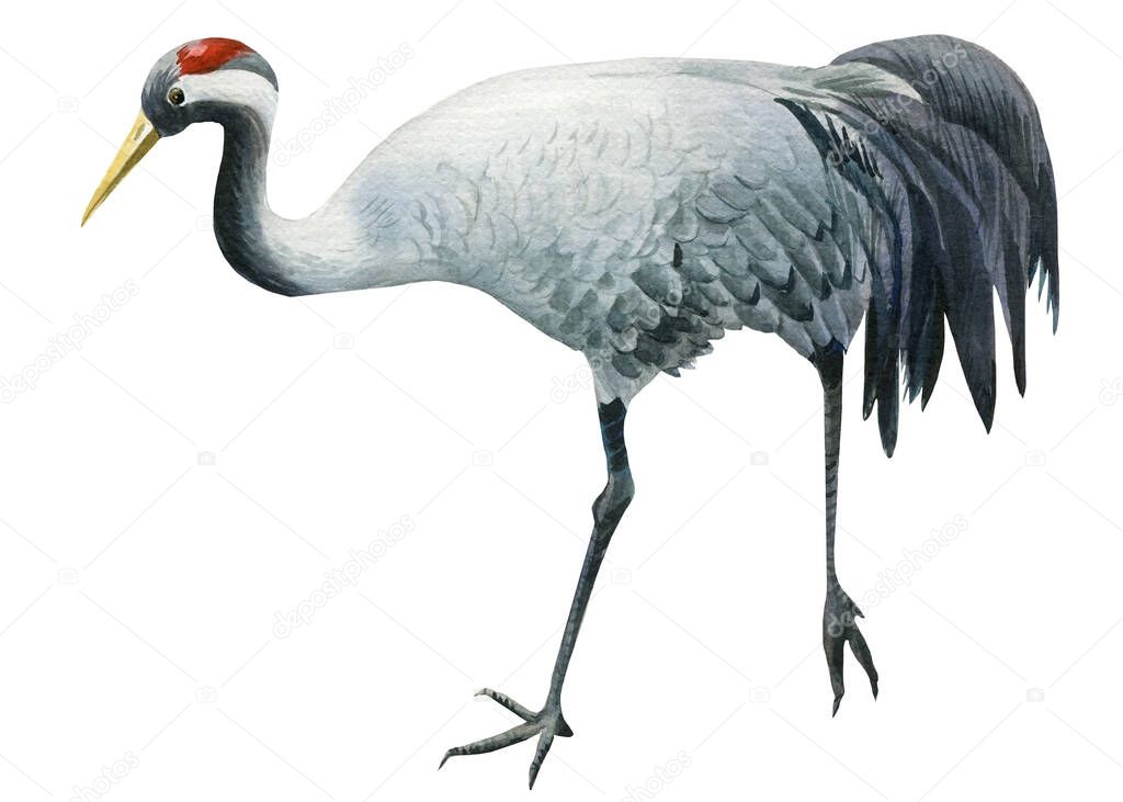 Watercolor gray crane bird on isolated background, drawing illustration