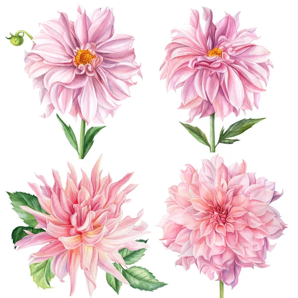 Uppsättning blommor, rosa dahlia, isolerad vit bakgrund, akvarell illustration — Stockfoto