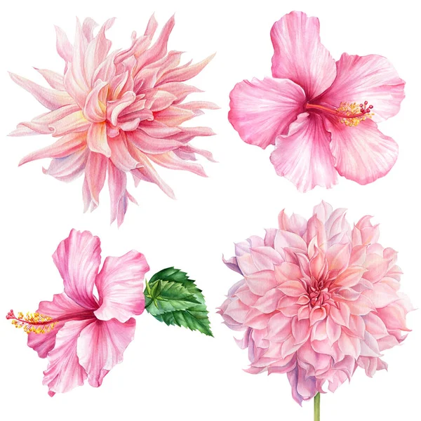 Conjunto de flores de color rosa acuarela, dalia, hibisco, fondo blanco aislado, ilustración botánica — Foto de Stock