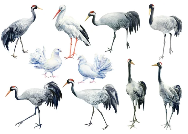 Zestaw żurawi ptaków, gołębie, bocian, ptaki na odizolowanym tle, ilustracja akwarela — Zdjęcie stockowe