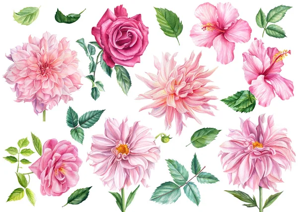 Zestaw akwarelowych kwiatów i liści, różowa dahlia, róża, hibiskus, odizolowane białe tło, ilustracja botaniczna — Zdjęcie stockowe
