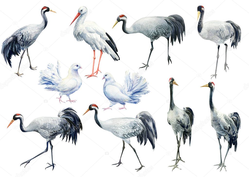 Set of birds cranes, doves, stork, birds on isolated background, watercolor illustration