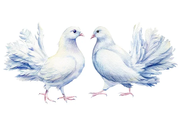 흰 비둘기, 격리 된 배경에 있는 새들, 수채화 — 스톡 사진