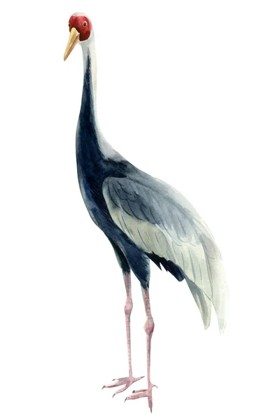 Γερανός πουλί, απομονωμένο λευκό φόντο, ακουαρέλα εικονογράφηση — Φωτογραφία Αρχείου