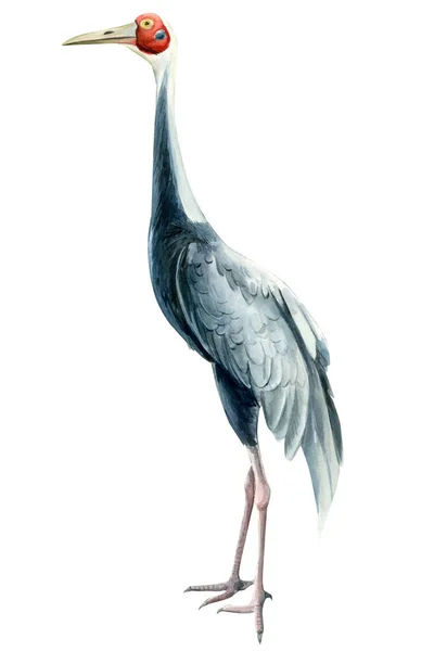 Ptak szary żuraw, odizolowane białe tło, Ilustracja akwarela — Zdjęcie stockowe