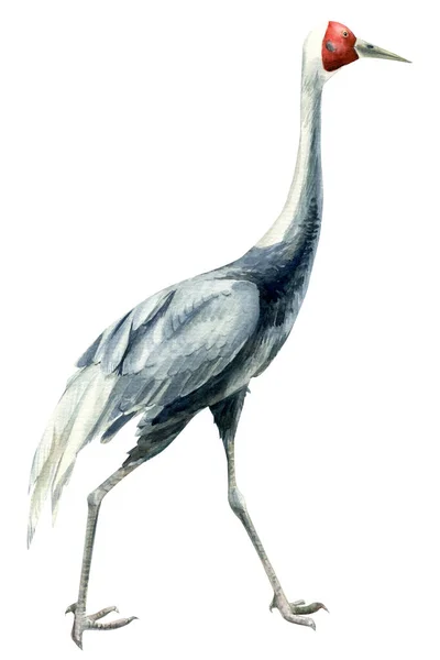 Vacker fågel grå kran, isolerad vit bakgrund, akvarell illustration, clipart — Stockfoto