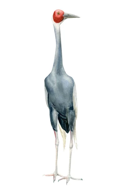 Γερανός, απομονωμένο λευκό φόντο, ακουαρέλα εικονογράφηση — Φωτογραφία Αρχείου