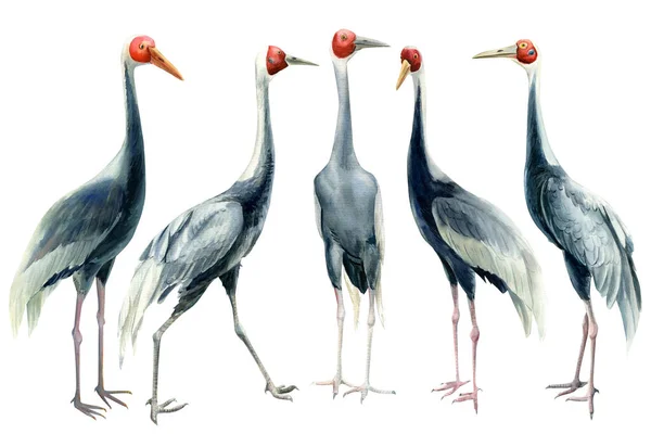 Zestaw ptaków, żurawie, odizolowane białe tło, ilustracja akwarela, clipart — Zdjęcie stockowe