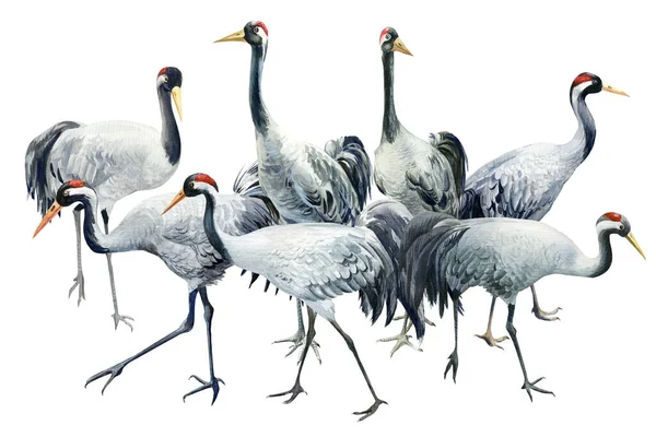 Σμήνη πουλιών, όμορφοι γκρι γερανοί, απομονωμένο λευκό φόντο, υδατογραφία εικονογράφηση, σύνθεση — Φωτογραφία Αρχείου