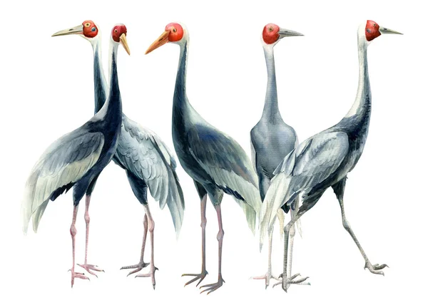 Vogelschar, Vogelgruppe, Kraniche, isolierter weißer Hintergrund, Aquarell-Illustration, Cliparts — Stockfoto