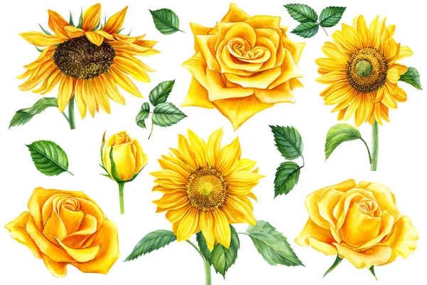 Set bunga matahari dan mawar kuning, daun pada latar belakang putih, gambar cat air — Stok Foto